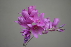 Ixia patens