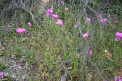 Ixia patens