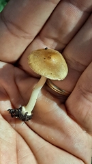Psathyrella bipellis