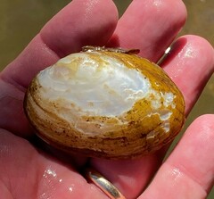 Cambarunio taeniatus