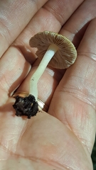 Psathyrella bipellis