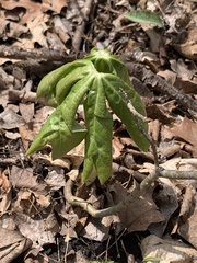 Podophyllum peltatum