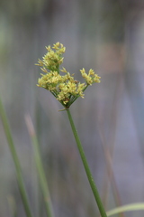 Cyperus sensilis