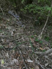 Hemerocallidoideae