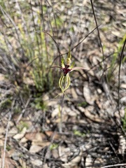 Caladenia stricta