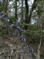 Hemerocallidoideae