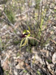 Caladenia stricta