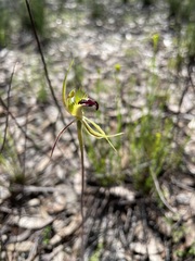 Caladenia stricta