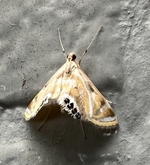 Eoophyla
