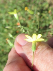 Croptilon divaricatum