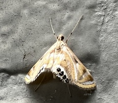 Eoophyla