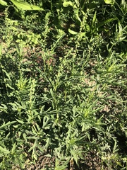 Ambrosia psilostachya