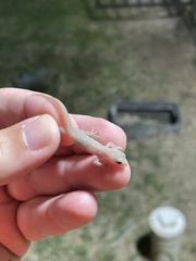 Hemidactylus parvimaculatus