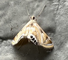 Eoophyla