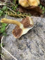 Pholiota
