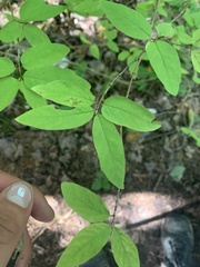 Lonicera