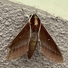 Theretra pallicosta
