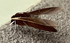 Theretra pallicosta