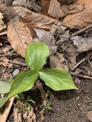 Trillium