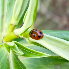 Coccinella undecimpunctata