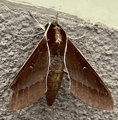 Theretra pallicosta