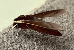 Theretra pallicosta