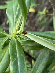 Coccinella undecimpunctata