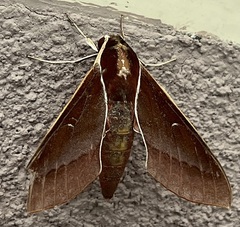 Theretra pallicosta
