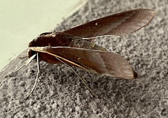 Theretra pallicosta