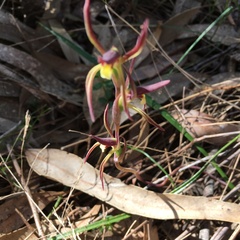Lyperanthus suaveolens