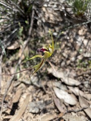Caladenia stricta