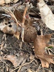 Platanus occidentalis