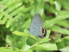 Everes lacturnus