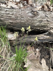 Carex pensylvanica