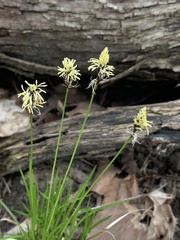 Carex pensylvanica