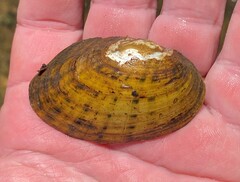 Cambarunio taeniatus