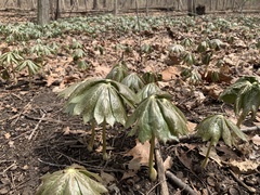 Podophyllum peltatum