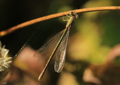 Lestes virens
