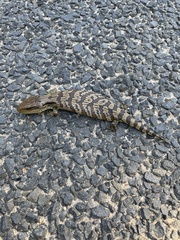 Tiliqua scincoides