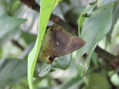 Hasora badra