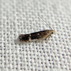 Aproaerema simplexella