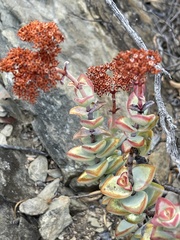 Crassula rupestris