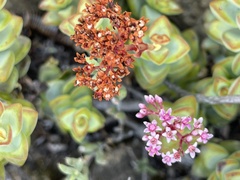 Crassula rupestris