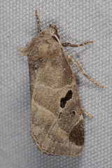 Plagiomimicus pityochromus