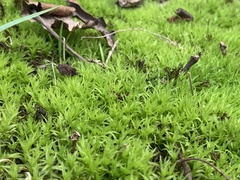 Atrichum undulatum