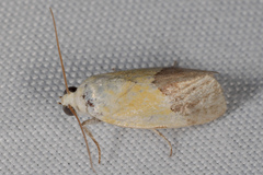 Ponometia semiflava