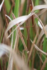 Tenodera superstitiosa