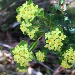 Pimelea flava