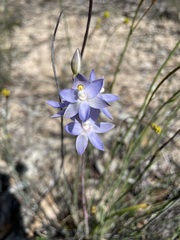 Thelymitra alcockiae