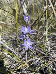 Thelymitra alcockiae